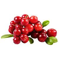 Cranberry (Fruits)